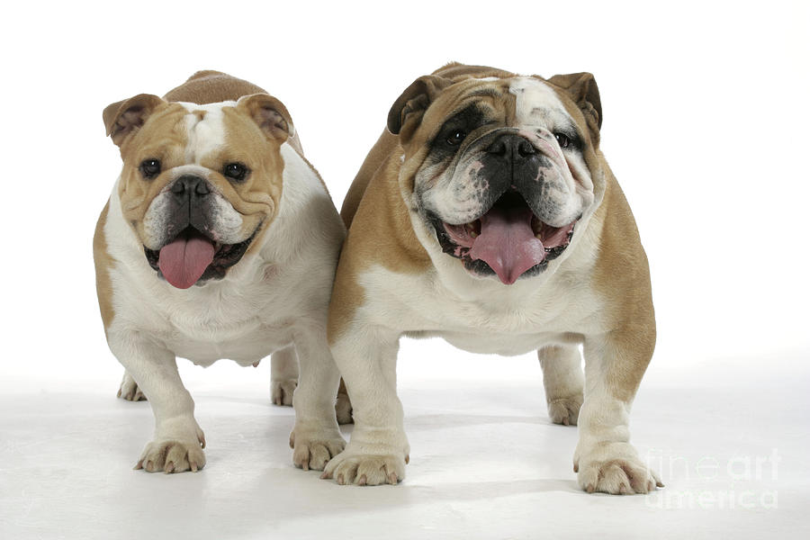 Bulldogs, Male And Female by John Daniels