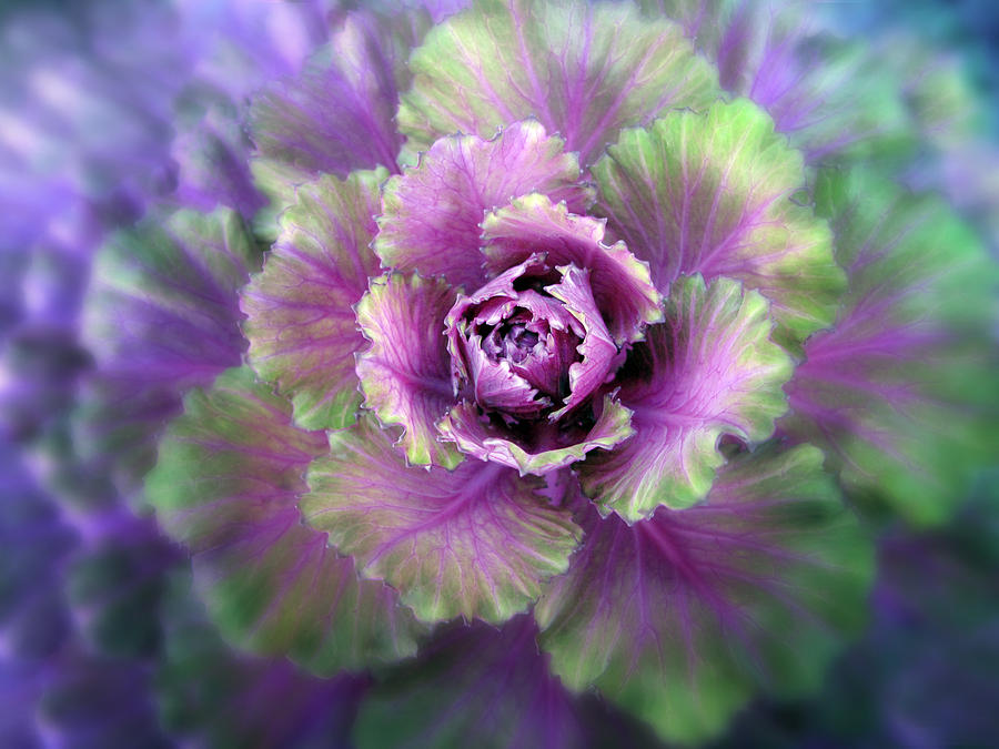 Vibrant Ornamental Cabbage Bloom Photograph - Cabbage Flower by Jessica Jenney