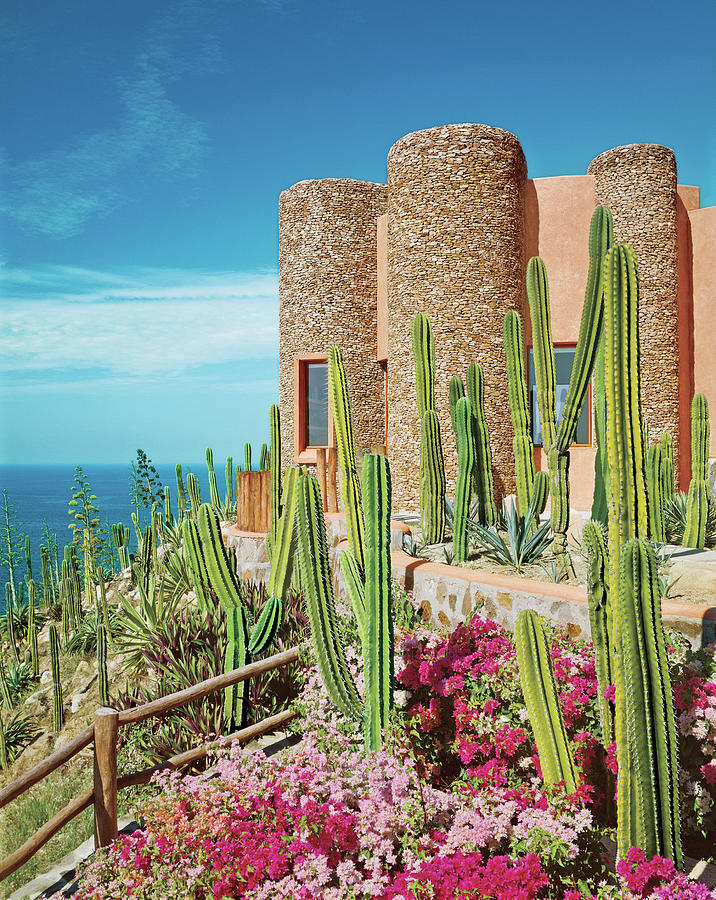 Coastal Desert Home with Cacti Photograph - Cacti And Bougainvilleas In Front Of Tower by David O Marlow