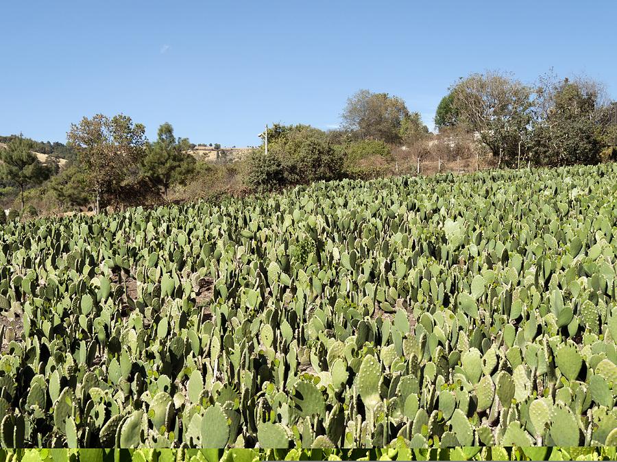Cactus field, Mexico by Daniel Sambraus / Science Photo Library
