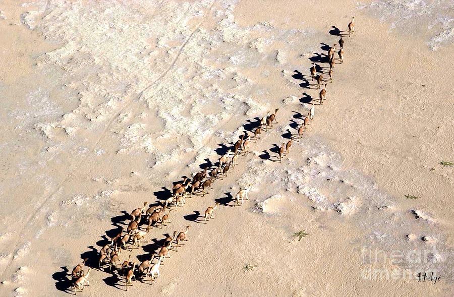 Camels walking in Desert Photograph by HELGE Art Gallery