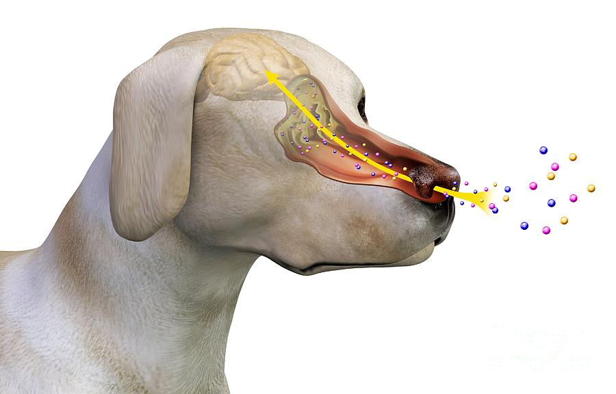 Canine Olfactory System, Artwork by Claus Lunau / Science Photo Library