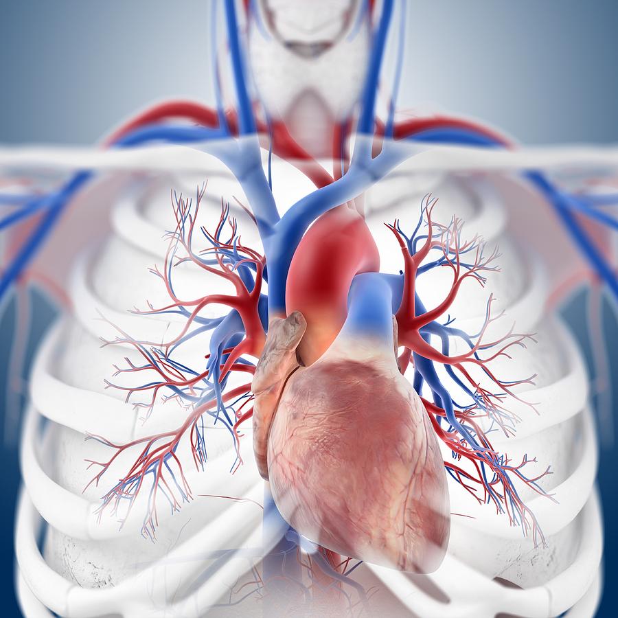 Cardiovascular system, artwork by Springer Medizin / Science Photo Library