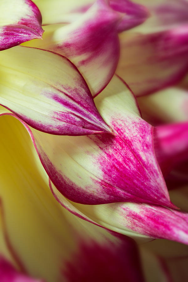 Vibrant Close-Up of Dahlia Petals Photograph - Cascade by Mary Jo Allen