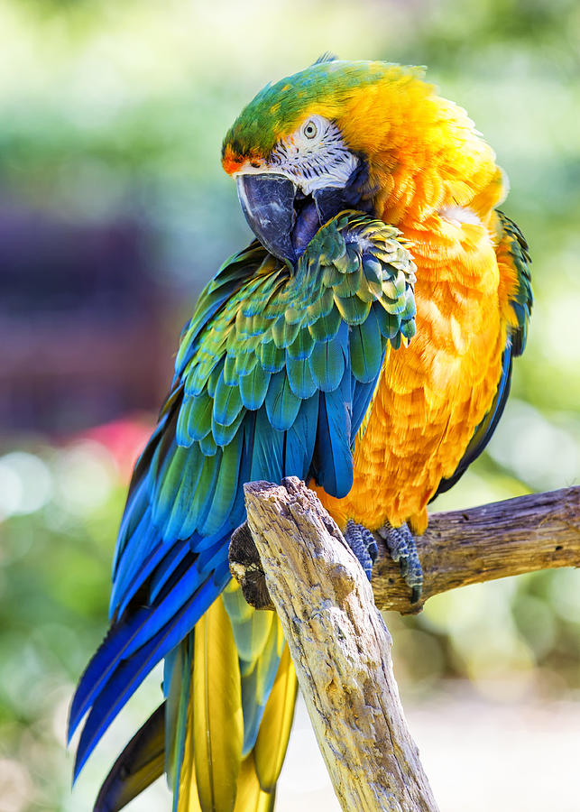 Vibrant Macaw on a Perch Photograph - Catalina Macaw by Bill and Linda Tiepelman