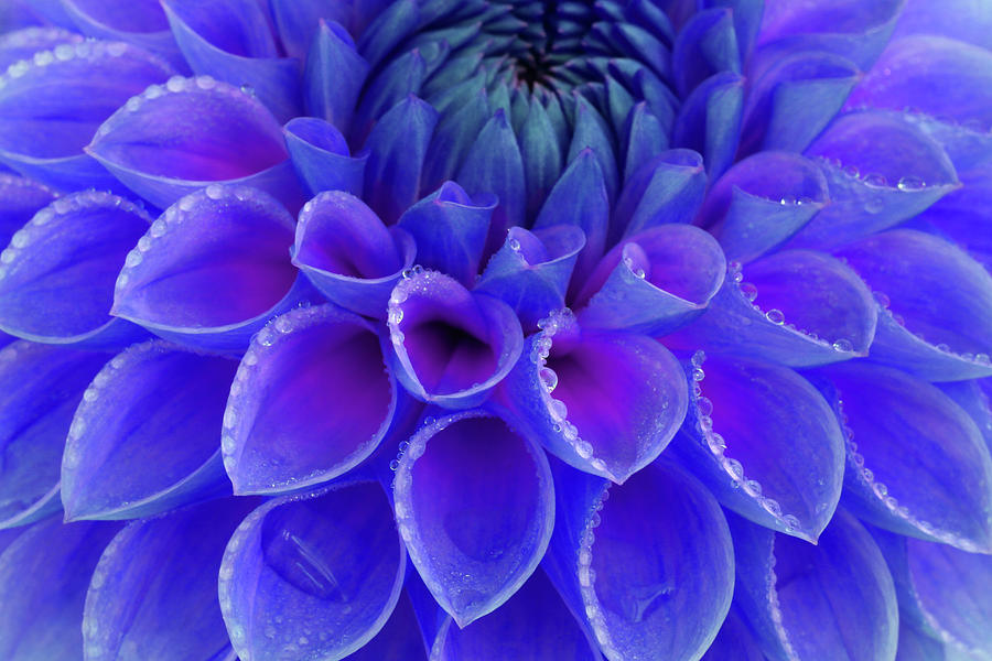 Centre Of Blue And Purple Dahlia Flower by Rosemary Calvert
