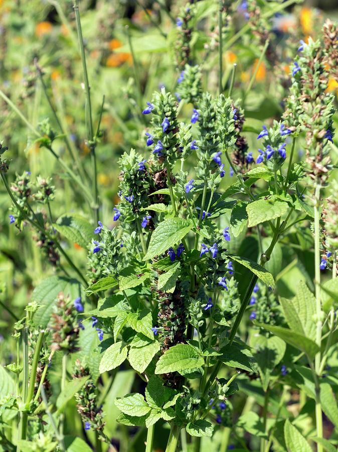 Chia Plant (salvia Hispanica) by Daniel Sambraus / Science Photo Library