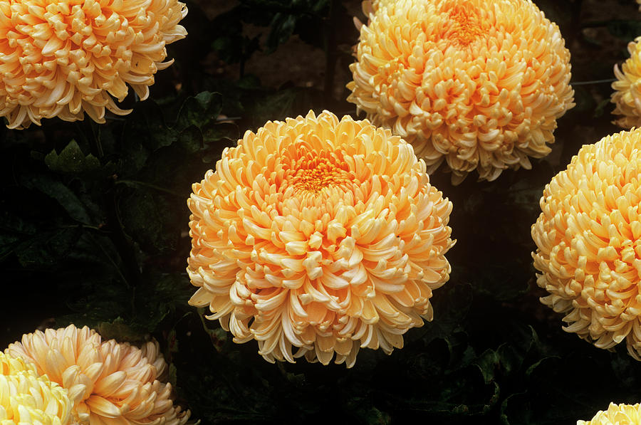 Chrysanthemum 'angora' by Anthony Cooper / Science Photo Library