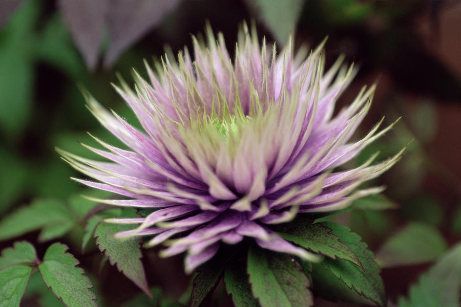 Flower Reverve Chrysanthemum 'revert' Flower by Ruth Brown / Science Photo Library