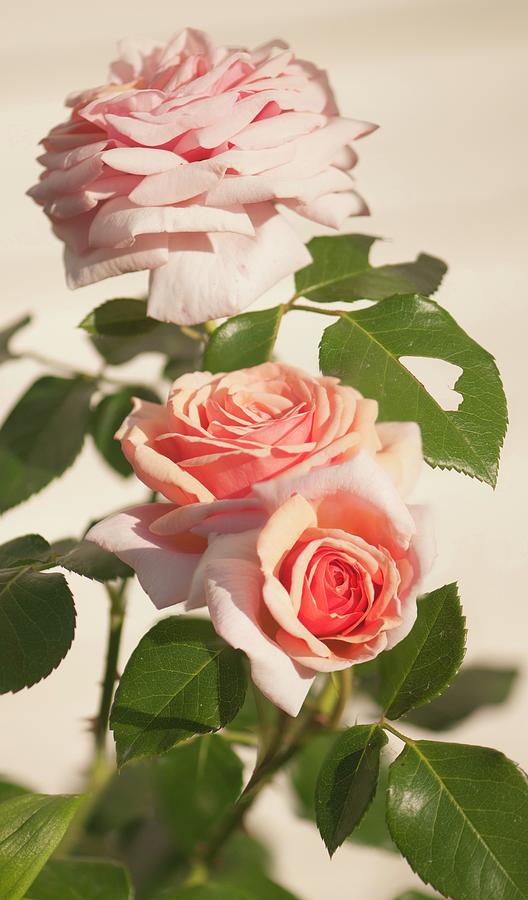 Climbing Rose (rosa 'aloha Hawaii') by Maria Mosolova / Science Photo  Library