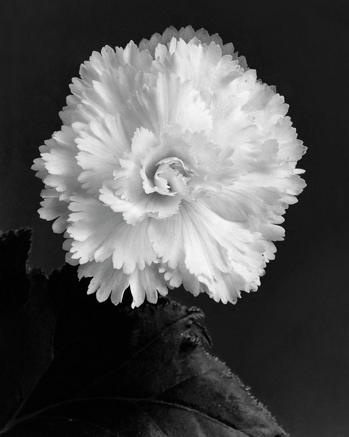 Monochrome Flower Close-Up Photograph - Close Up View by J. Horace McFarland