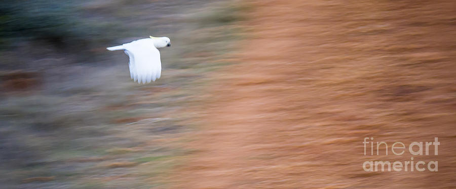 Cockatoo Photograph by Steven Ralser