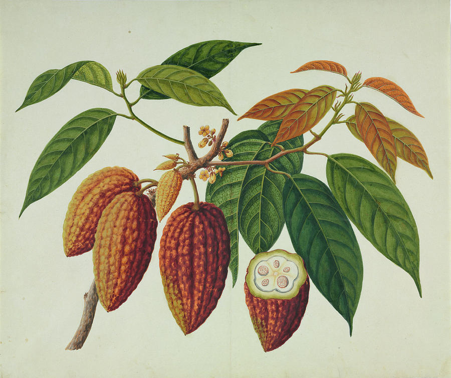 Cocoa Plant (theobroma Cacao) by