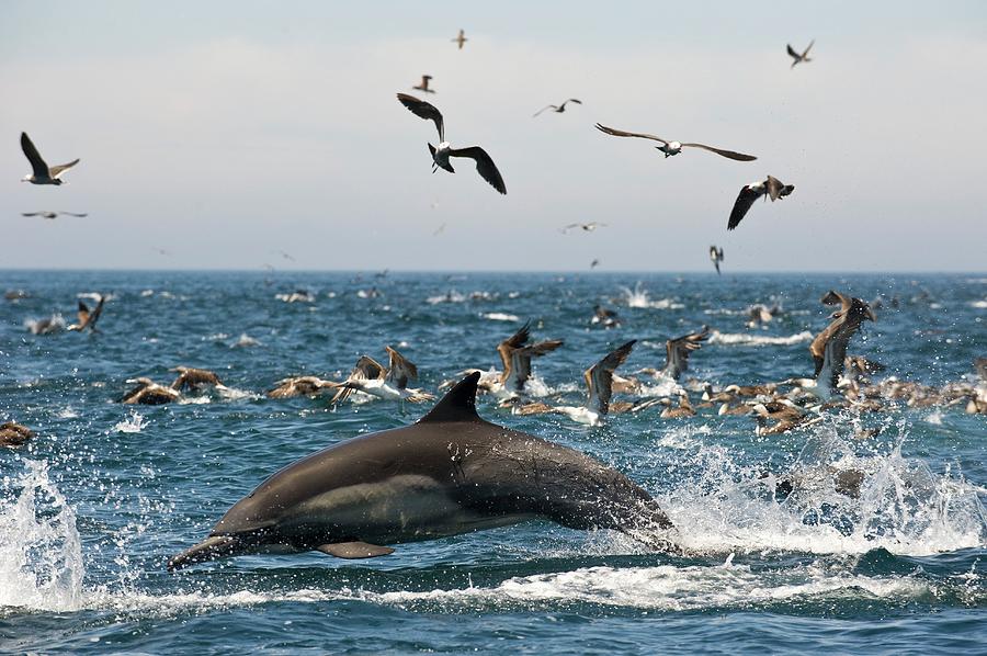 Common Dolphin by Christopher Swann / Science Photo Library