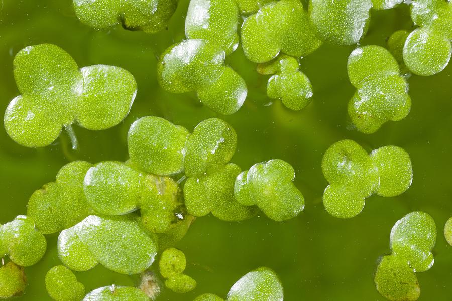 Duckweed placeholder