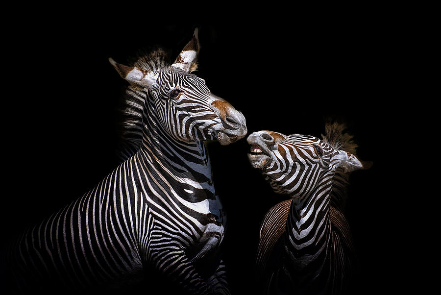 Conversation Photograph by Ghostwinds Photography
