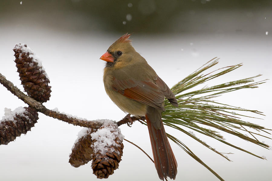Cool Morning Photograph by Jim E Johnson