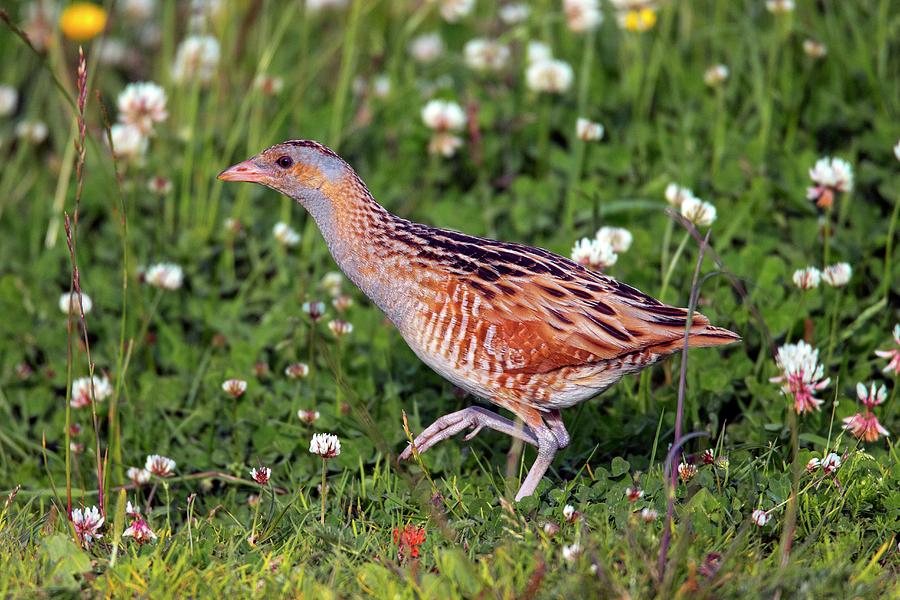 Corn Crake In A Meadow by Simon Booth / Science Photo Library