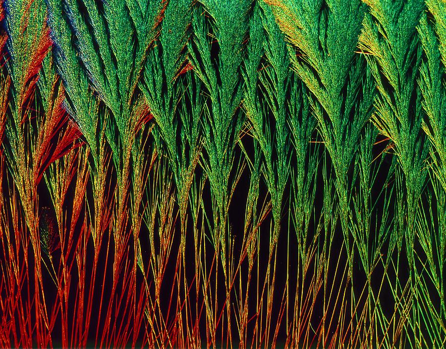 Cortisol crystals, light micrograph by Alfred Pasieka / Science Photo ...