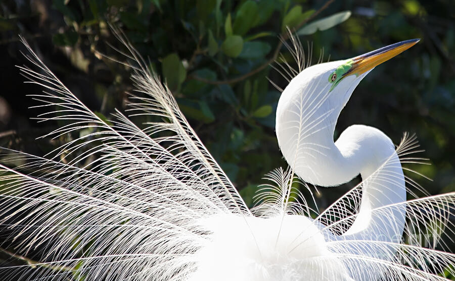 Courting Dance Photograph by Mary Lou Chmura