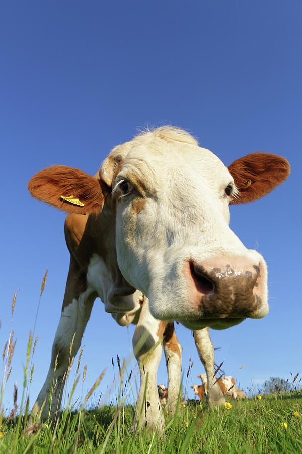 Cow Ina Feild Cow In Field by Peter Cade