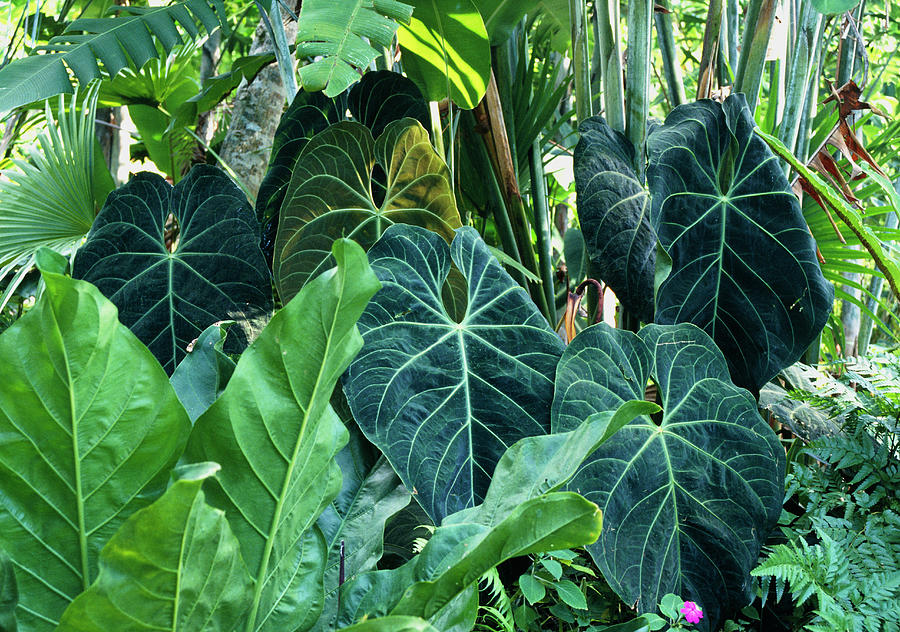 Crystal Anthurium. (anthurium Crystallinum) by Andrea Balogh / Science  Photo Library