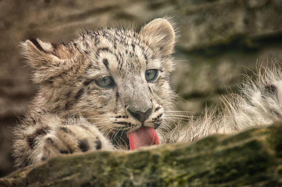 Cub and Tongue Photograph by Chris Boulton