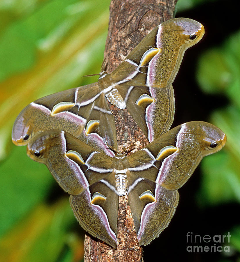 Cynthia Silkmoths Samia Cynthia by Millard H. Sharp