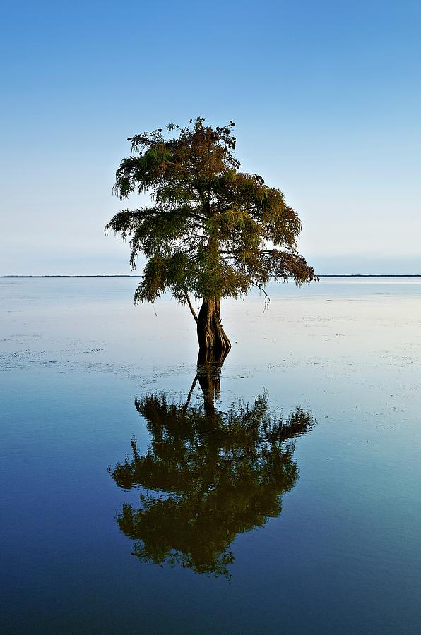 Cyde Tree Cypress Tree (taxodium Distichum) by John Greim / Science Photo Library