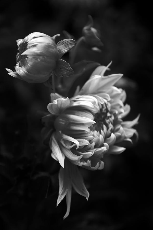 Monochrome Dahlias in Bloom Photograph - Dahlia by Jessica Jenney
