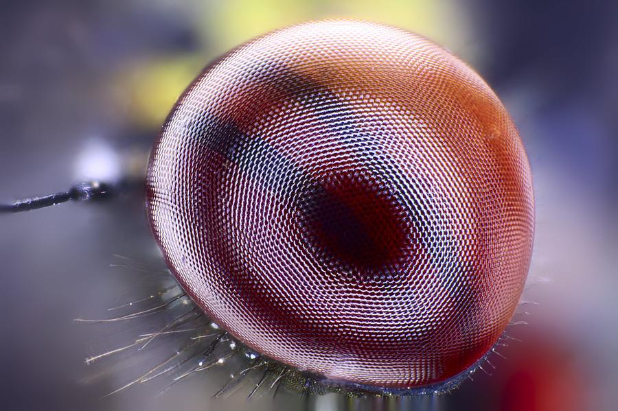 Damselfly eye, light micrograph by Frank Fox / Science Photo Library
