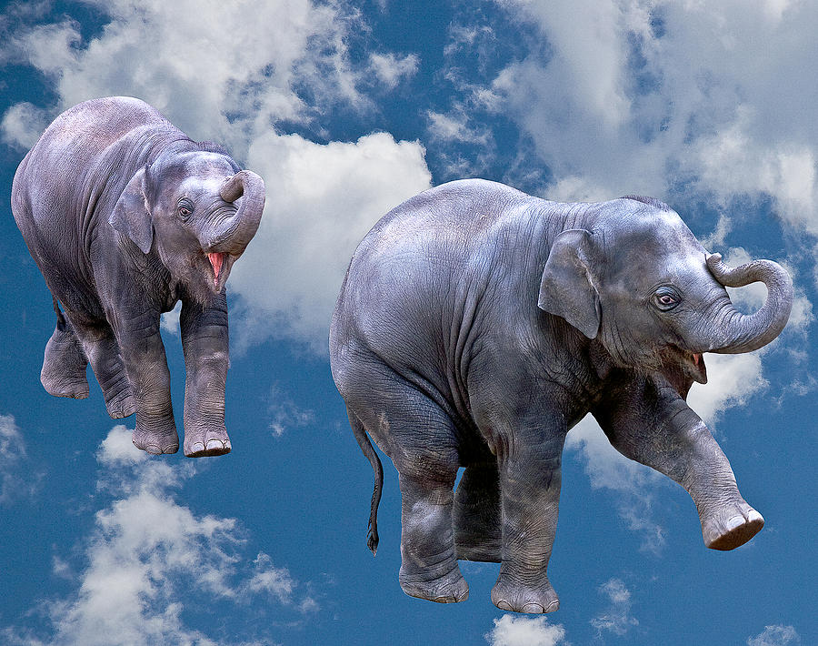 Dancing Elephants Photograph by Jean Noren