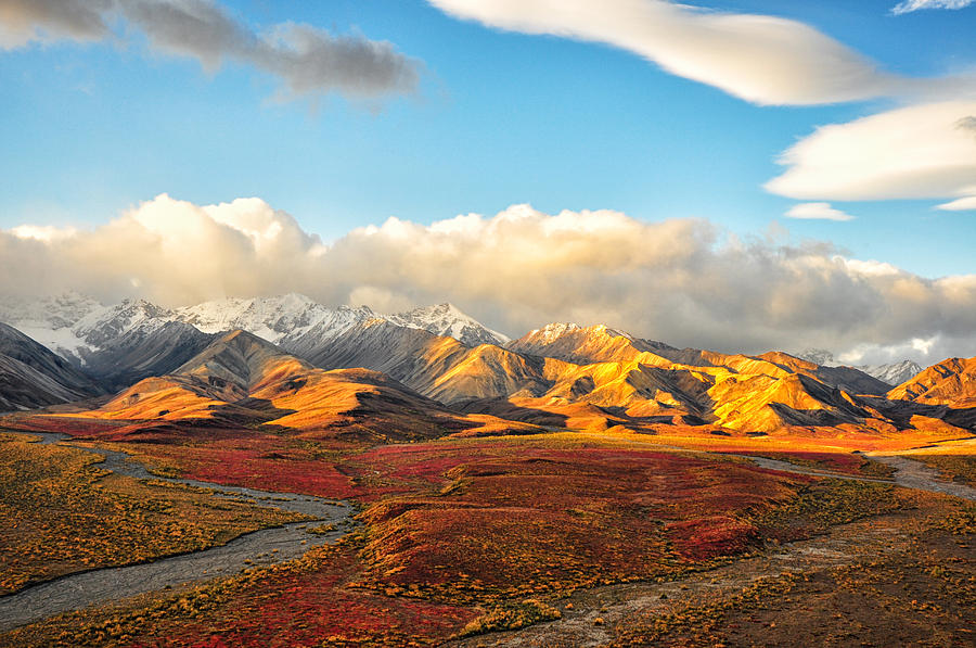 Denali Prairie 4 - Denali National Park - Alaska Photograph by Bruce Friedman