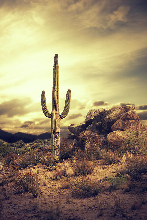 cactus comp heel NEW & IMPROVED CACTUS SWAGGER main image 0