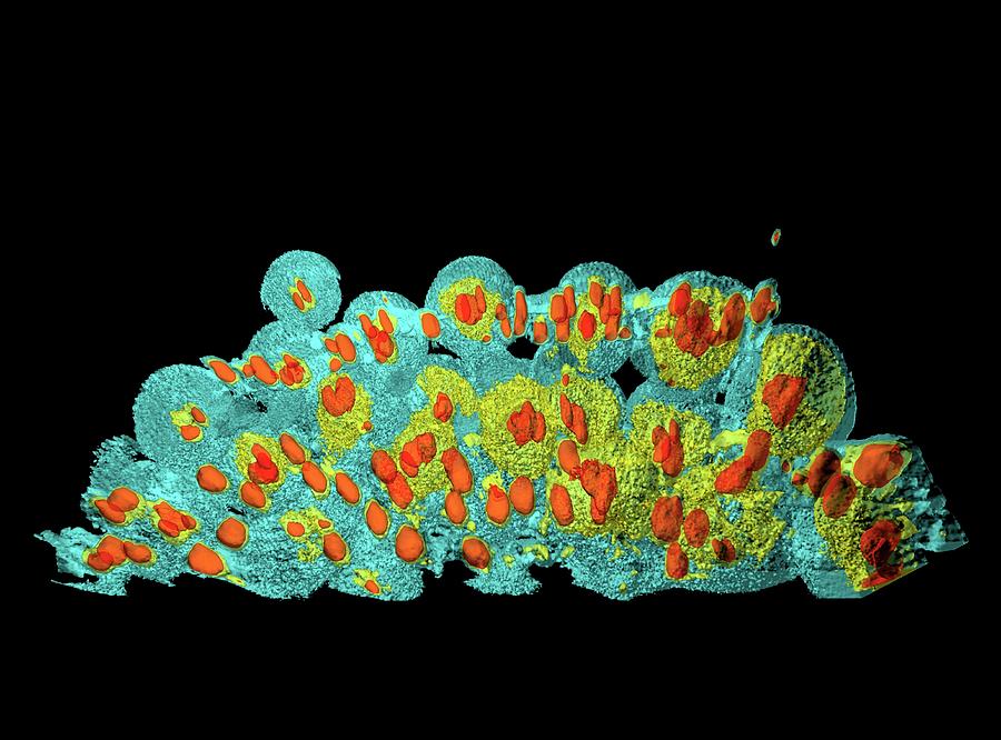 Developing Pollen Cells by Heiti Paves / Science Photo Library
