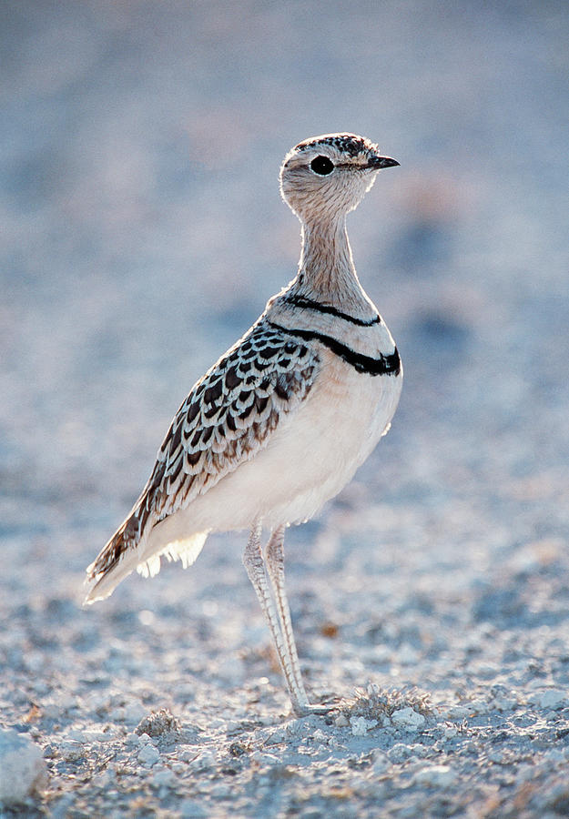 Double-banded Courser by Tony Camacho / Science Photo Library