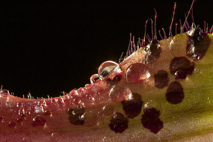 Lady Slipper Orchid Super Macro Photograph by Jean Noren