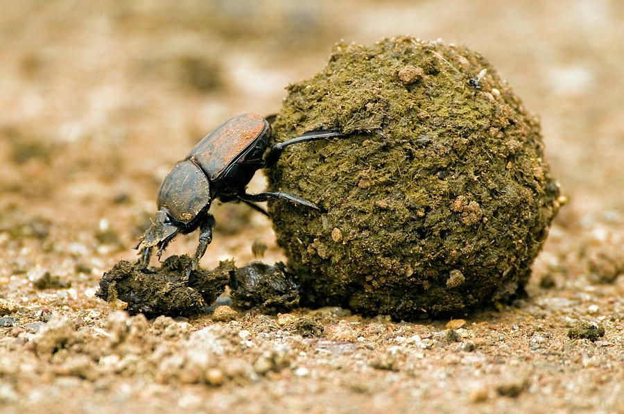 Dung Beetle Pushing A Dung Ball by Peter Chadwick / Science Photo Library