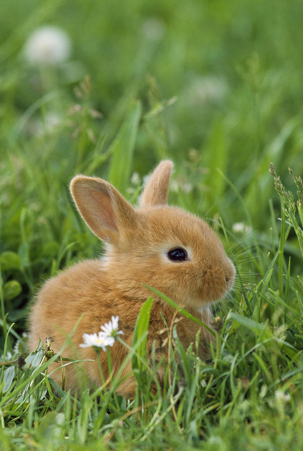 Miniature Brown Rabbits Brown Dwarf Bunny