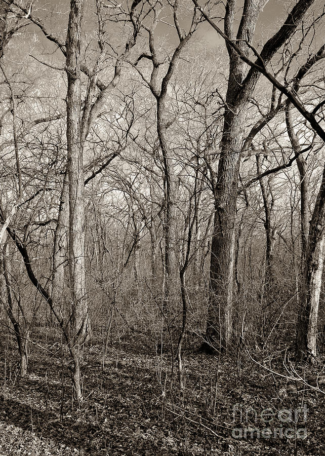 Early Spring Photograph by Steven Ralser