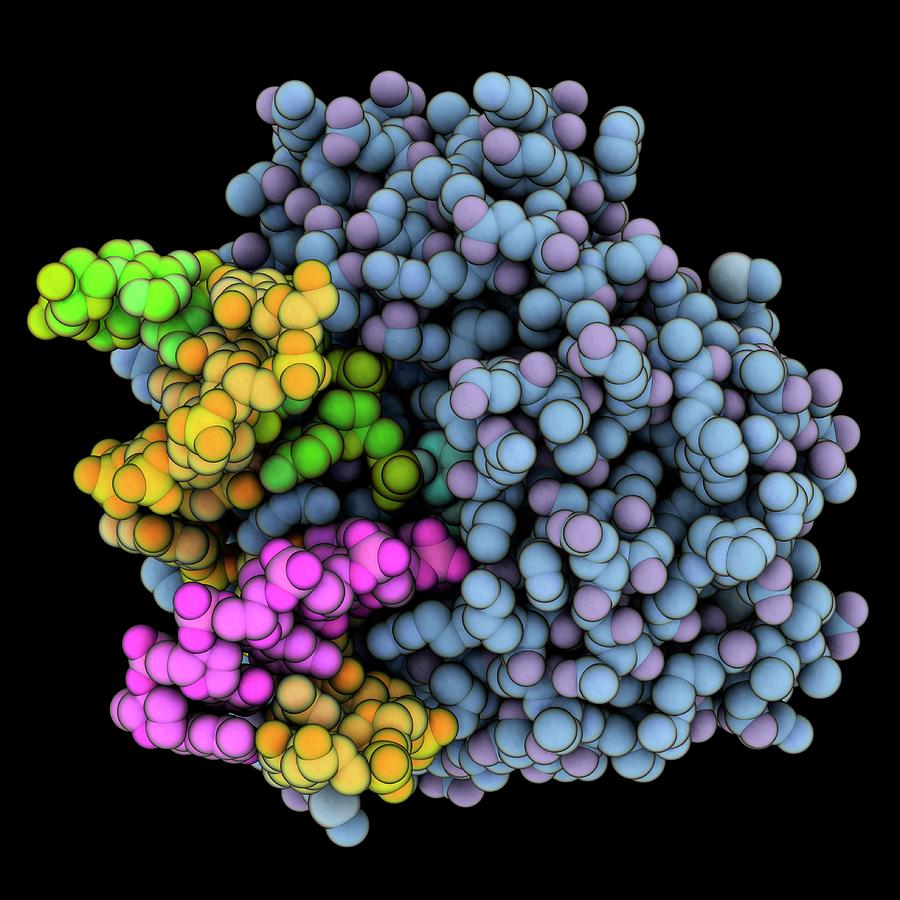 Endonuclease Iv Complexed With Dna by Laguna Design / Science Photo Library