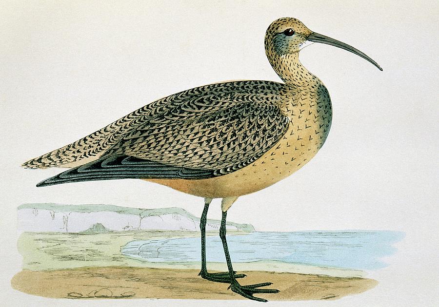Eskimo Curlew by George Bernard / Science Photo Library