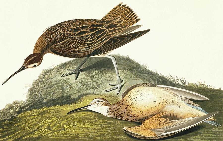 Eskimo Curlew by 