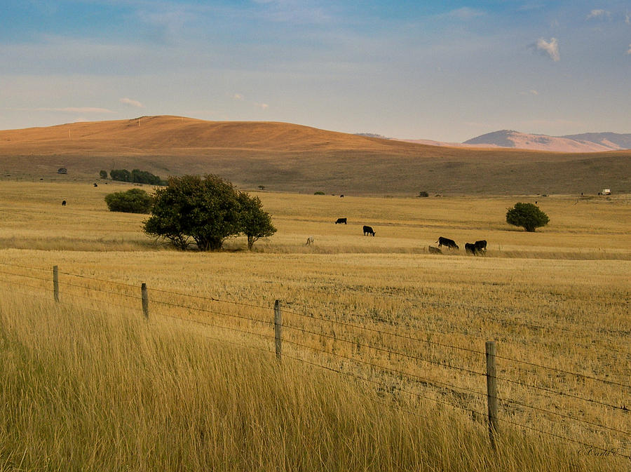 Evening Sun on West Montana Pasture Photograph by Carla E