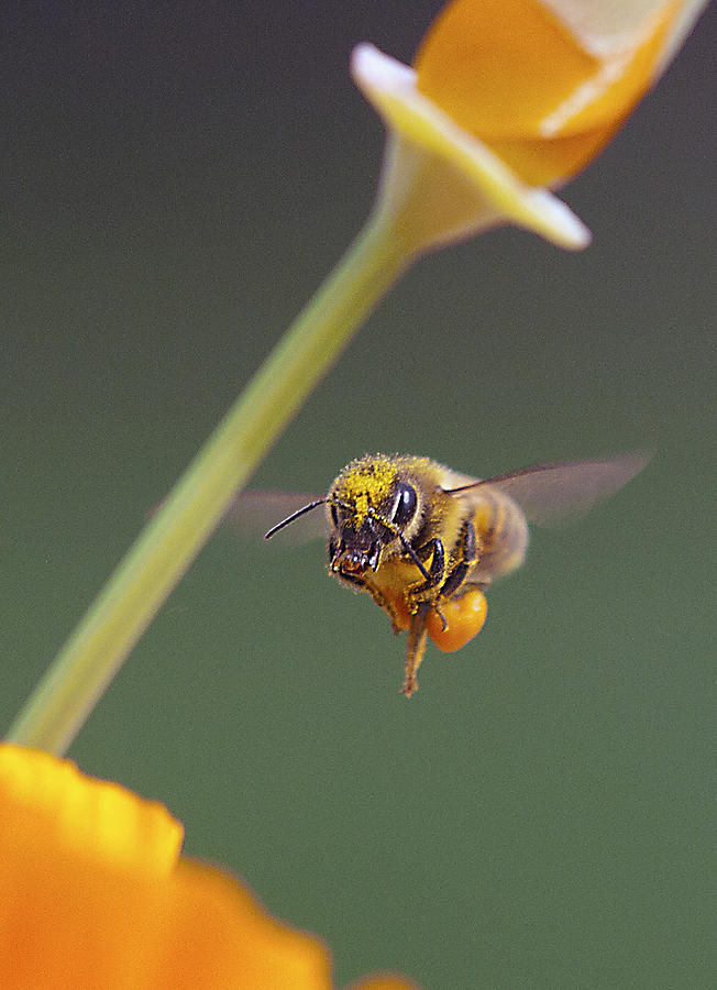 Excuse Me Photograph by Joe Schofield