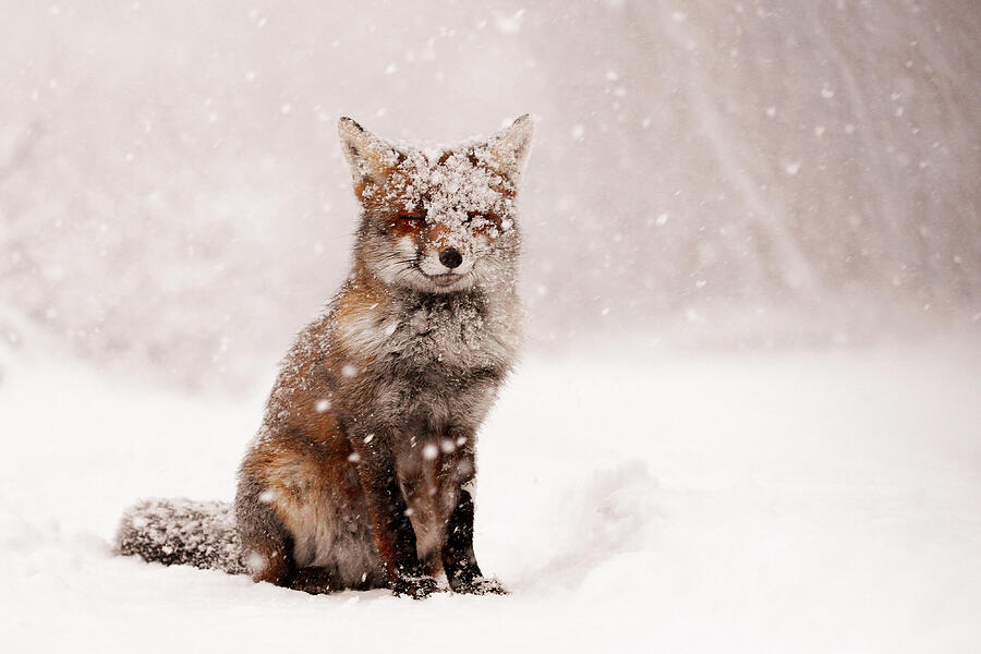 Fairytale Fox _ Red Fox in a Snow Storm by Roeselien Raimond