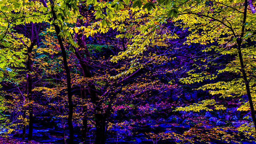 Fall Colors Photograph by Louis Dallara