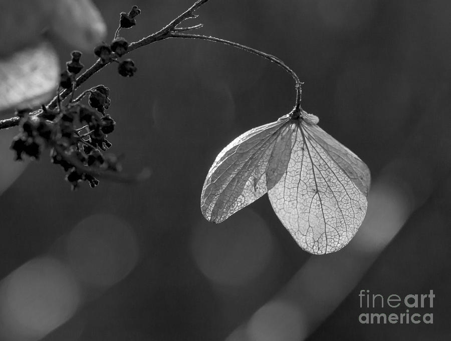 Hydrangea Flower UW Arboretum Madison Wisconsin Photograph by Steven Ralser