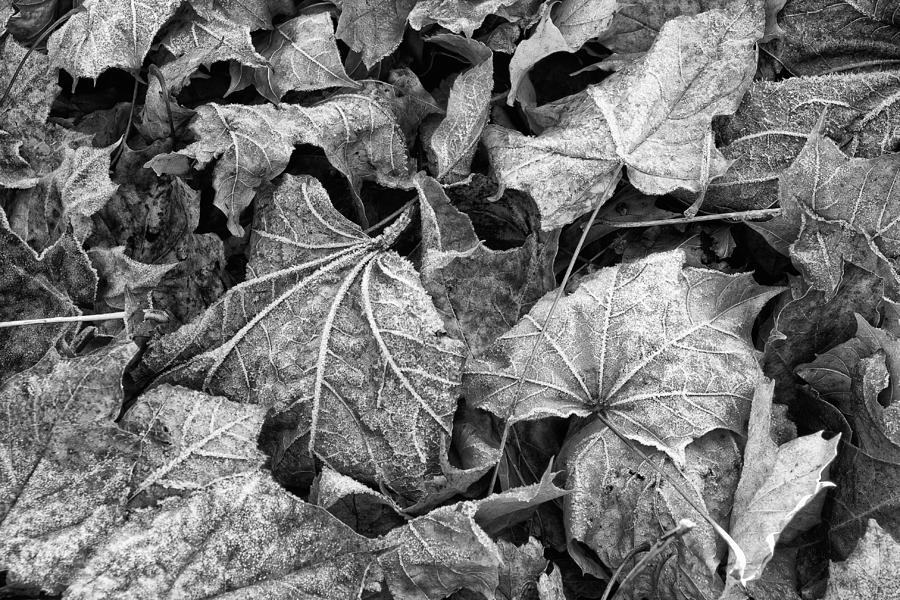 Fallen Photograph by Jeff Sinon