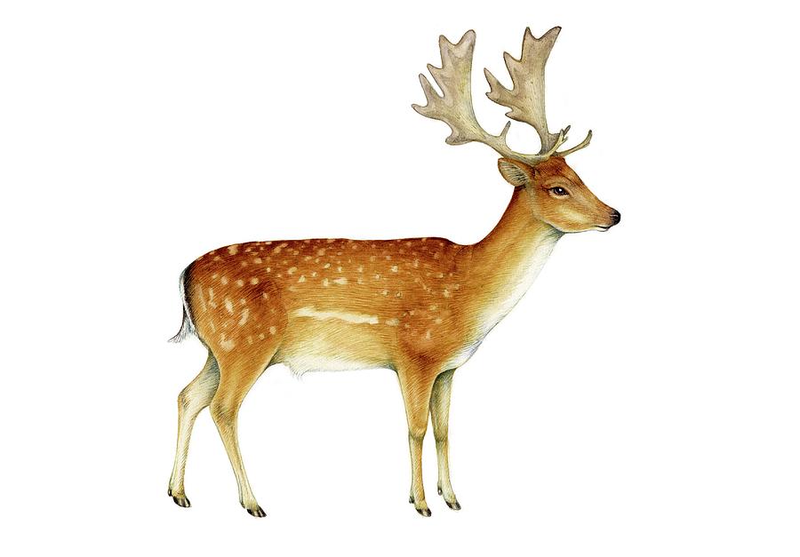 Fallow Deer by Lizzie Harper / Science Photo Library